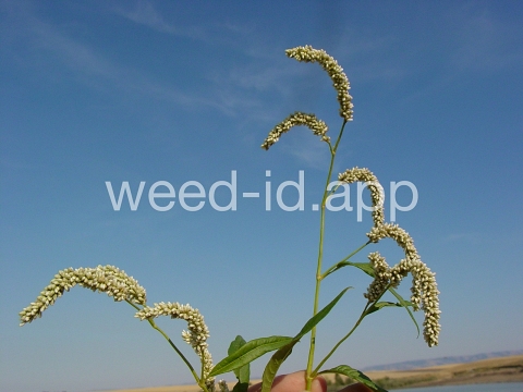 smartweed, pale